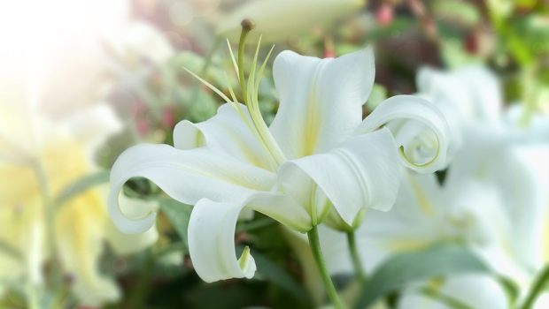 LILLY