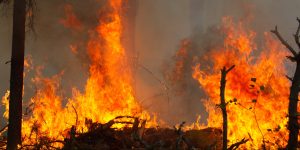 Verso il Sinodo in Amazzonia tra i veleni degli incendi e quelli di Bolsonaro contro la Chiesa