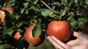 WOMAN, HAND, APPLE