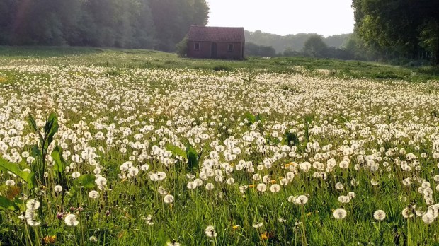 Natuurbegraafplaats Koningsakker