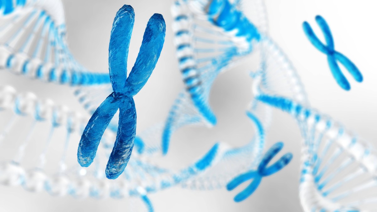 Chromosome - dna
