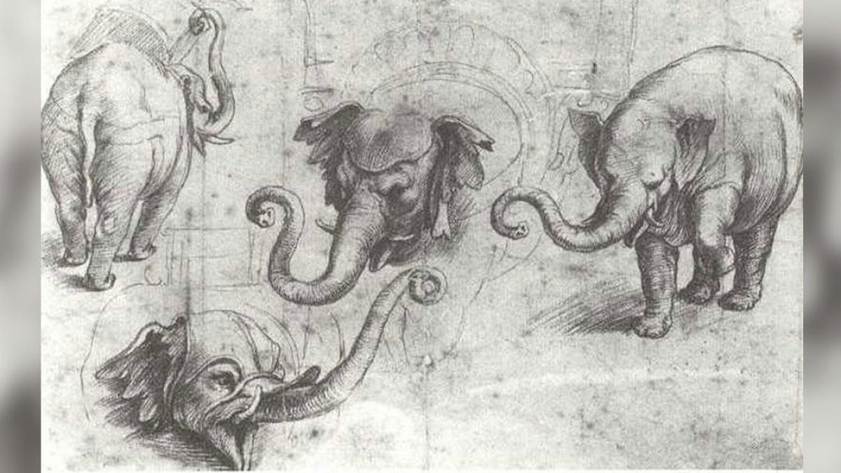 ELEPHANT