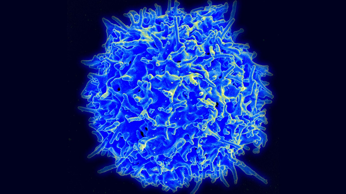 STEM CELL