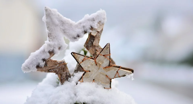 Snow Winter Wintry Star Poinsettia Christmas Cold