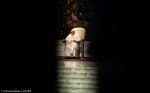 POPE AUDIENCE