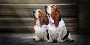 Possiamo benedire i nostri animali domestici? Sì, ma ad una condizione