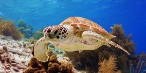 Il manifesto di papa Francesco per «salvare la biodiversità» 