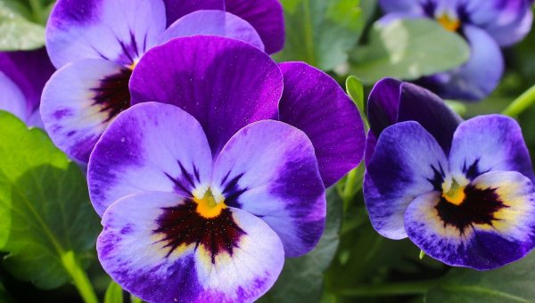 PANSY VIOLETTES