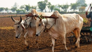 PLOUGH, OX, FARMER