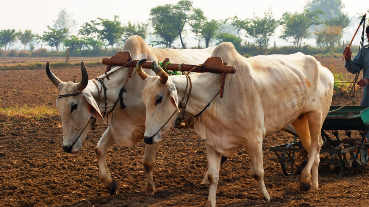 PLOUGH, OX, FARMER