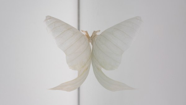 ELENA MARIA CANAVESE