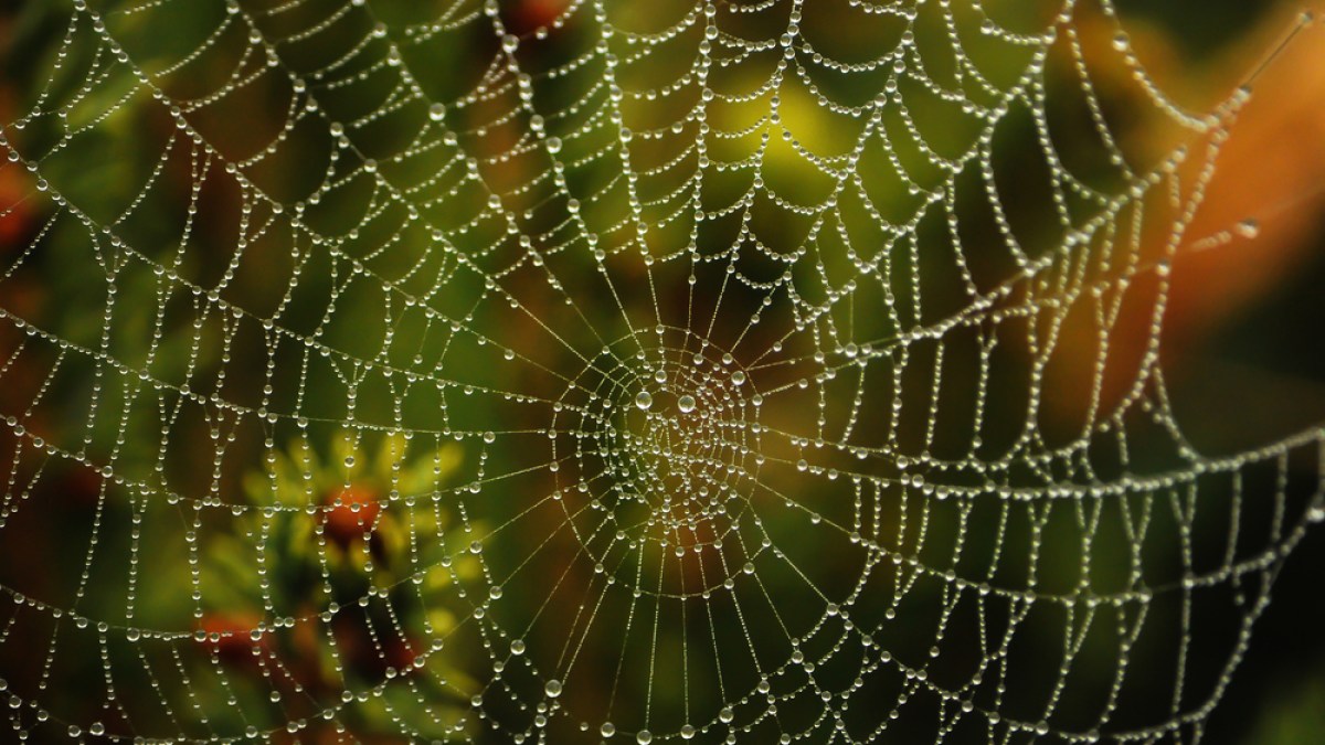 SPIDER WEB
