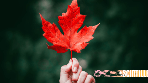 AUTUMN, RED, LEAF