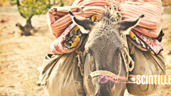 DONKEY, SCINTILLE, COVER