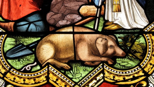 PIG