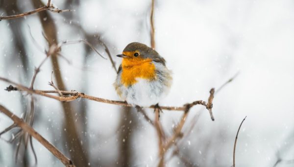 ROBIN, BIRD, SNOW