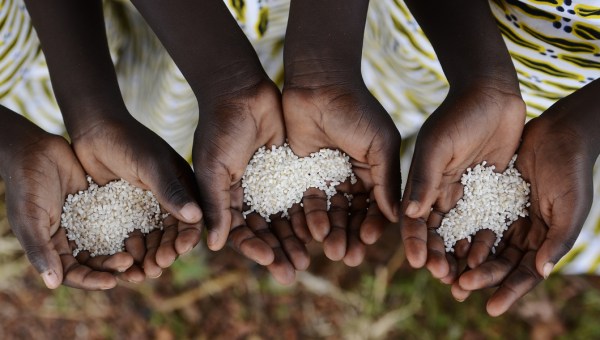 AFRICA, HANDS, RICE
