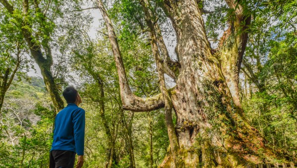 GIANT TREES, TAIWAN