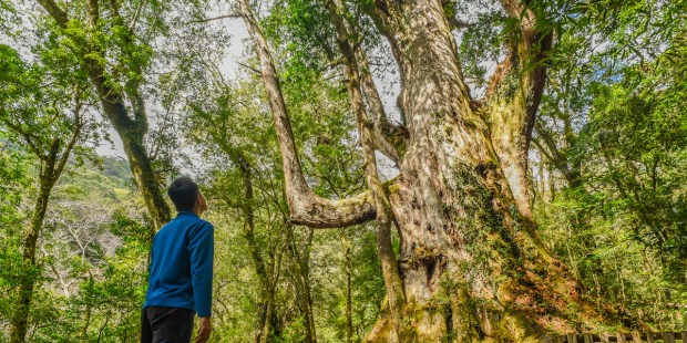 GIANT TREES, TAIWAN