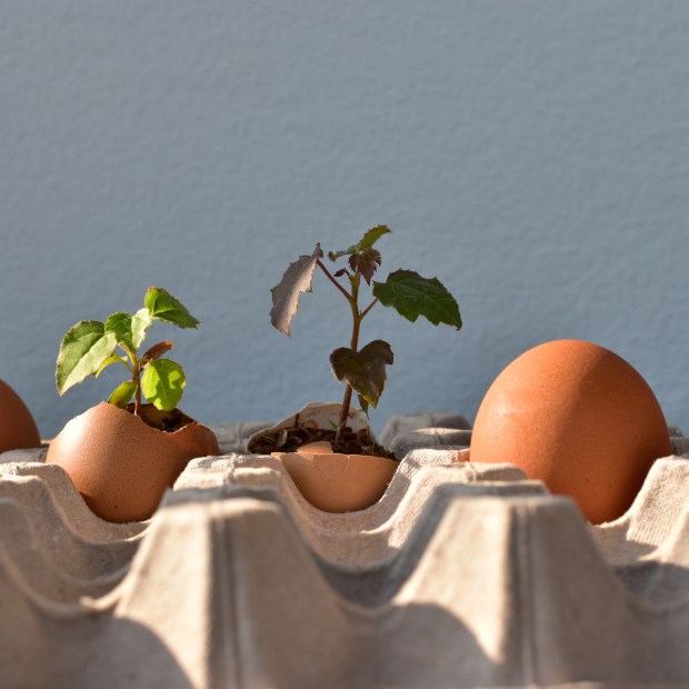 EGGS, PLANTS