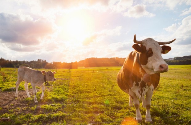 calf cow