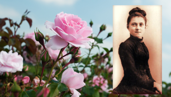 ROSES, TERESA LISIEUX