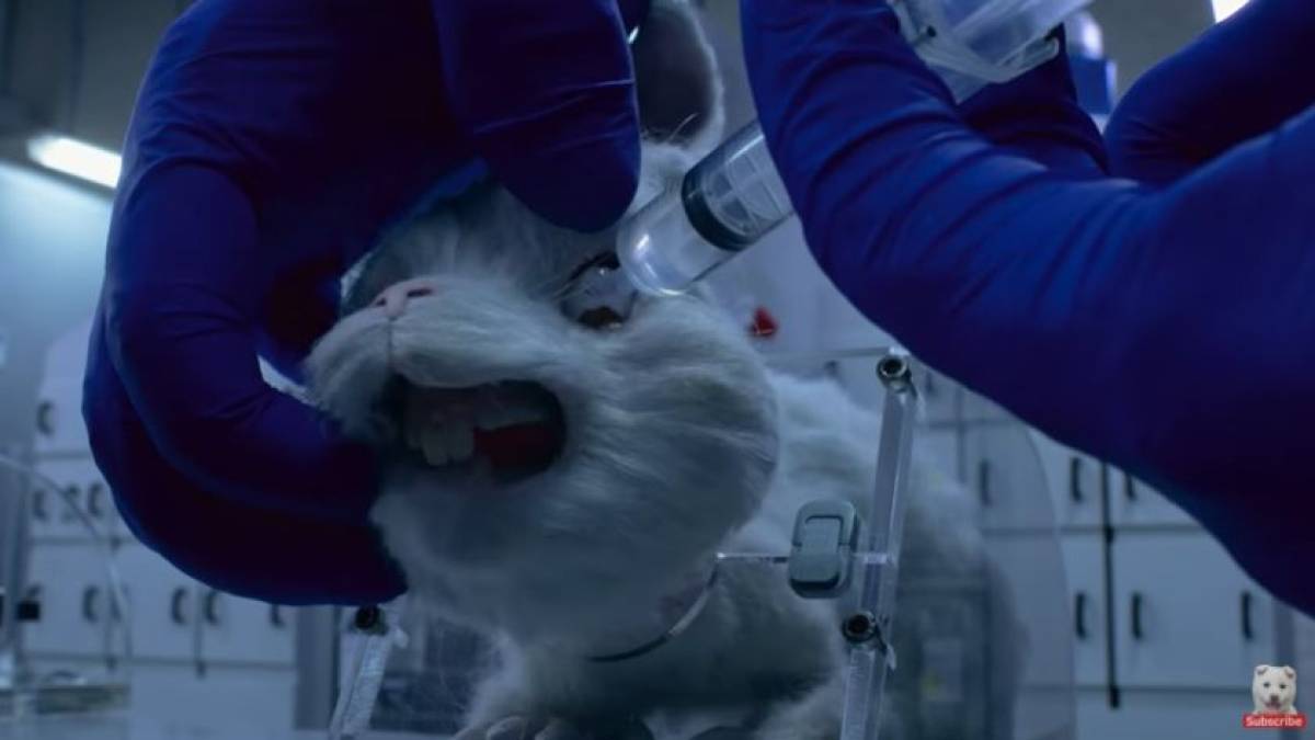 SAVE RALPH SPOT ANIMAL TESTING