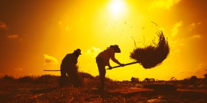 Non hai tutto il tempo, ma il tempo della tua vita per decidere: grano o zizzania?