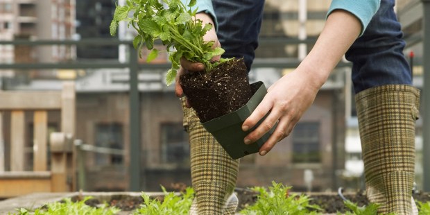 URBAN GARDEN
