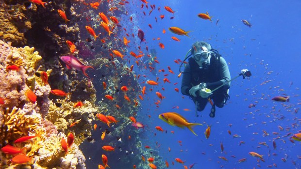 Great_Barrier_Reef_-_shutterstock_593865266.jpg