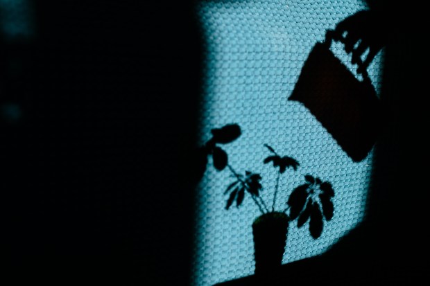 SHADOW, FLOWERS, HOME
