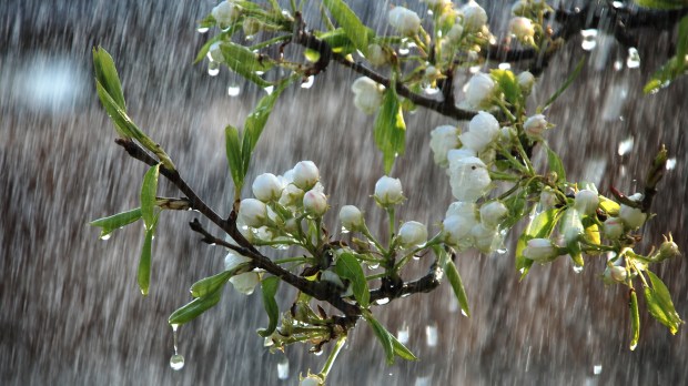 RAIN, DROPS, FLOWERS
