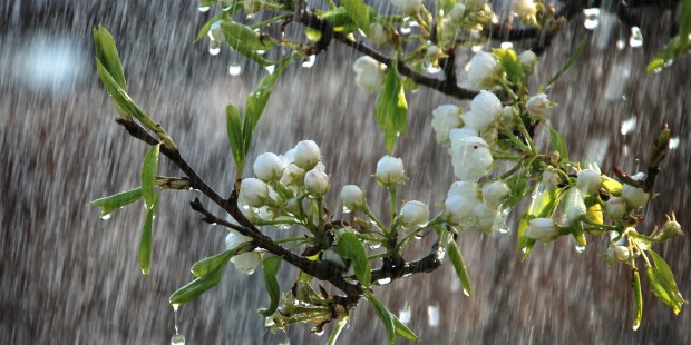 RAIN, DROPS, FLOWERS