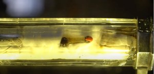 Ecco dove è avvenuta la liquefazione del sangue di San Francesco