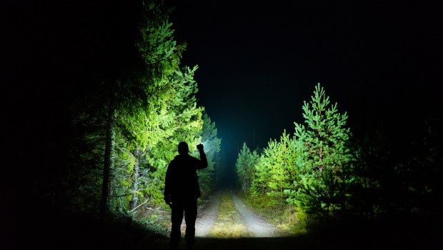 WOODS, NIGHT, LIGHT