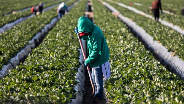 FARM WORKERS