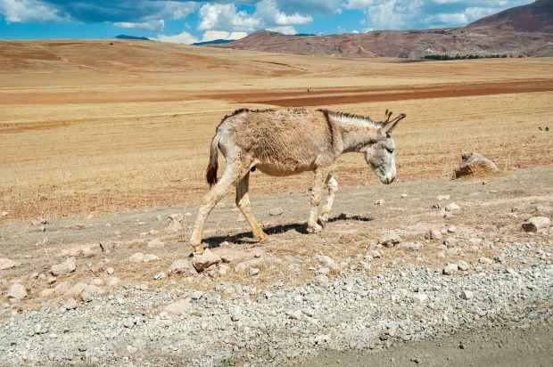 DONKEY, WALK, MOUNTAIN