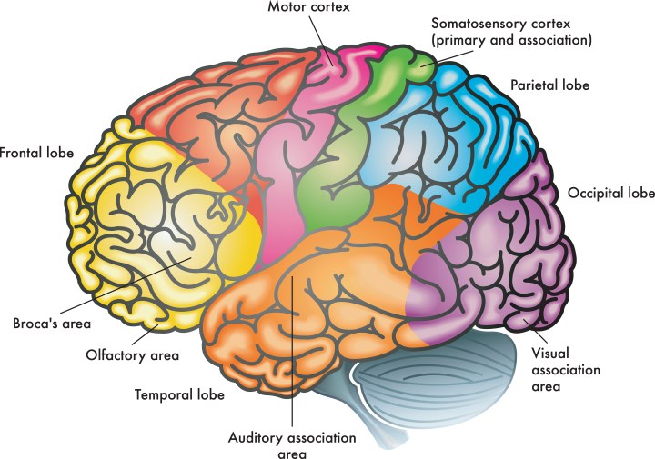 Cosa avviene nel cervello quando preghiamo?