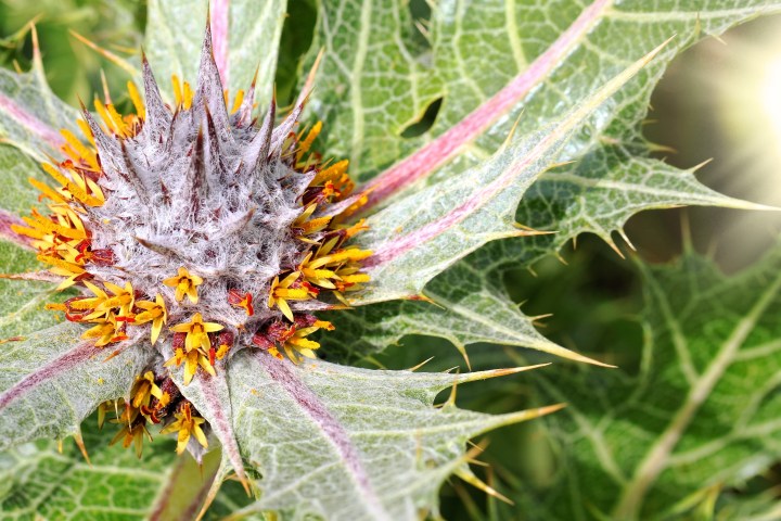 thistle;thorn;Gundelia tournefortii