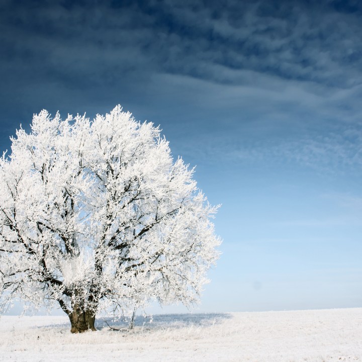 ALBERO, NEVE, CIELO