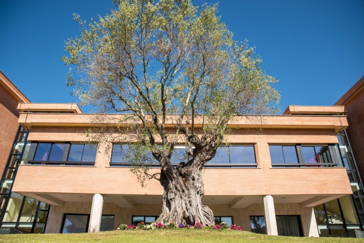 ATENEO PONTIFICIO REGINA APOSTOLORUM