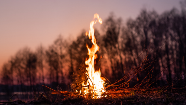 FALO, FUOCO, BOSCO