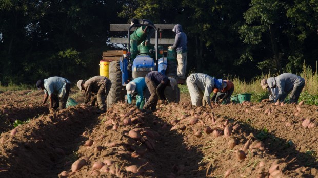 LAVORATORI STAGIONALI