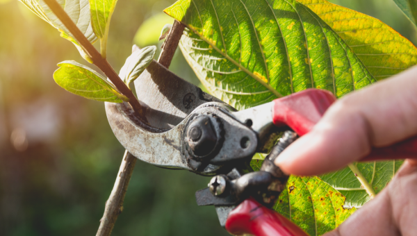 MANO, POTARE, PIANTA