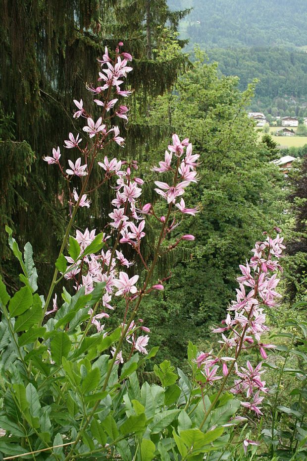 dittamo pianta curativa