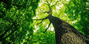 Come sprigiona la sua forza il regno di Dio?